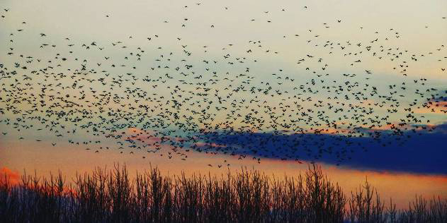 Birds In Abkenar Lagoon