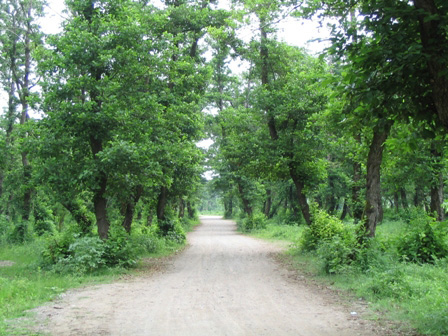 Kiashahr Forest Park