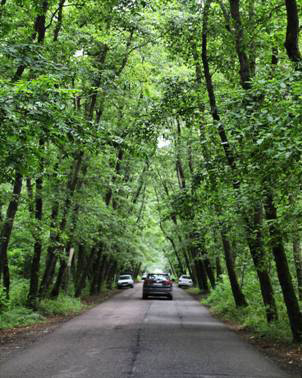 Safra Basteh Forest Tunnel