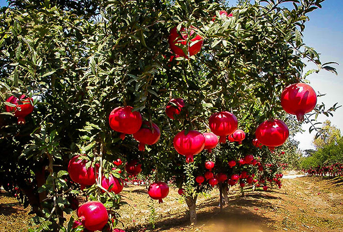 Pomegranate Garden