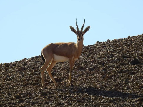 جبیرهای سرگردان عباس آباد