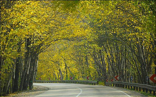 Alangdareh Forest Park Road