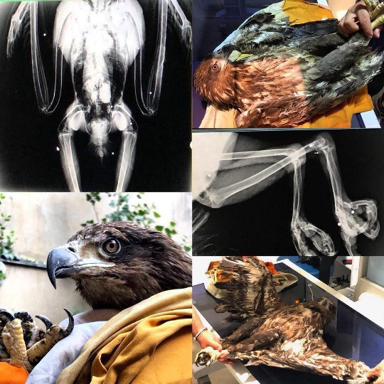 درمان عقاب توسط مرکز بازپروری البرز