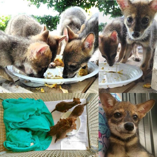 Feeding Animals By Alborz Rehabilitation Center