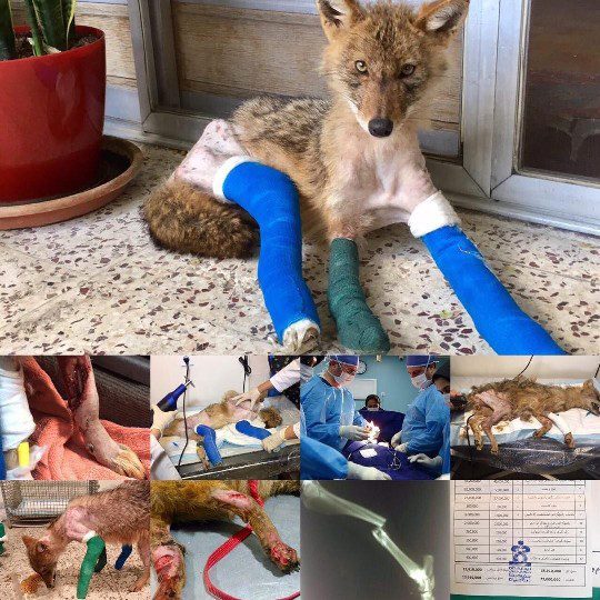 Fox Treatment By Alborz Rehabilitation Center