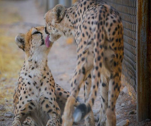 Help for Iranian Cheetah Revival
