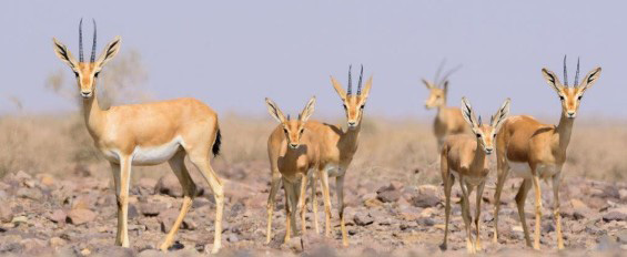 Chinkara