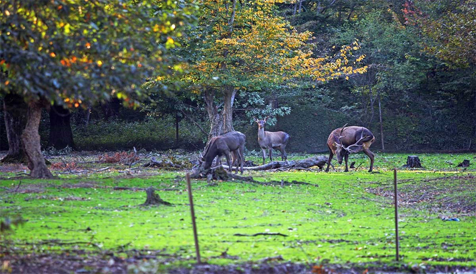 Animals In Naharkhoran Park In Iran