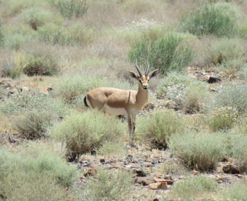 Deer In Reagan Area