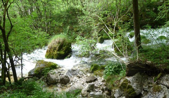 بوستان جنگلی صفارود