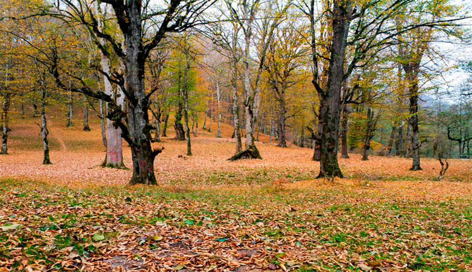 Safarud Forest Park In Ramsar City