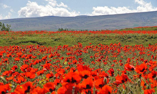 Anemone Plain In Fandoqlu Forest