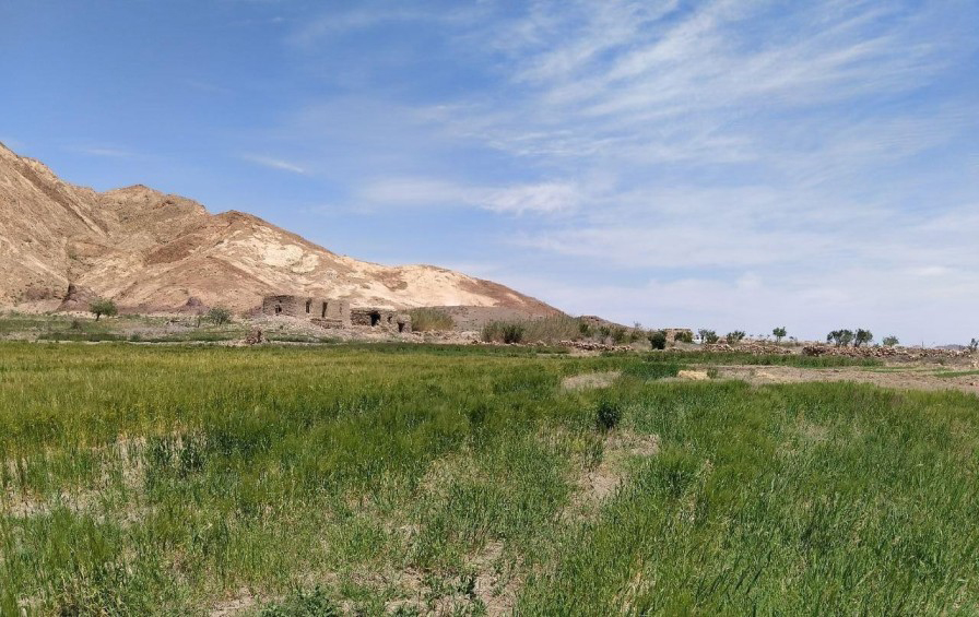 Planting Hay For Turan National Park