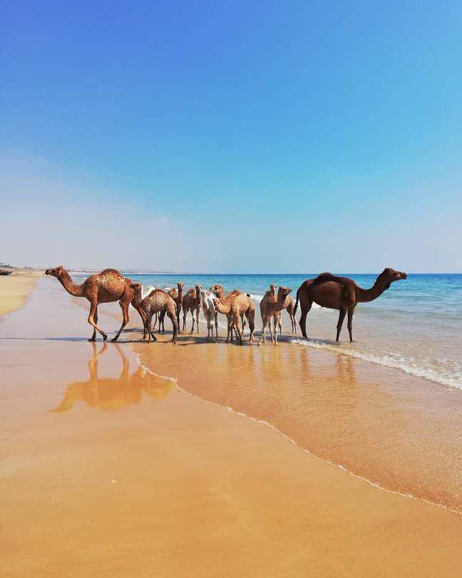 Camels In This Island