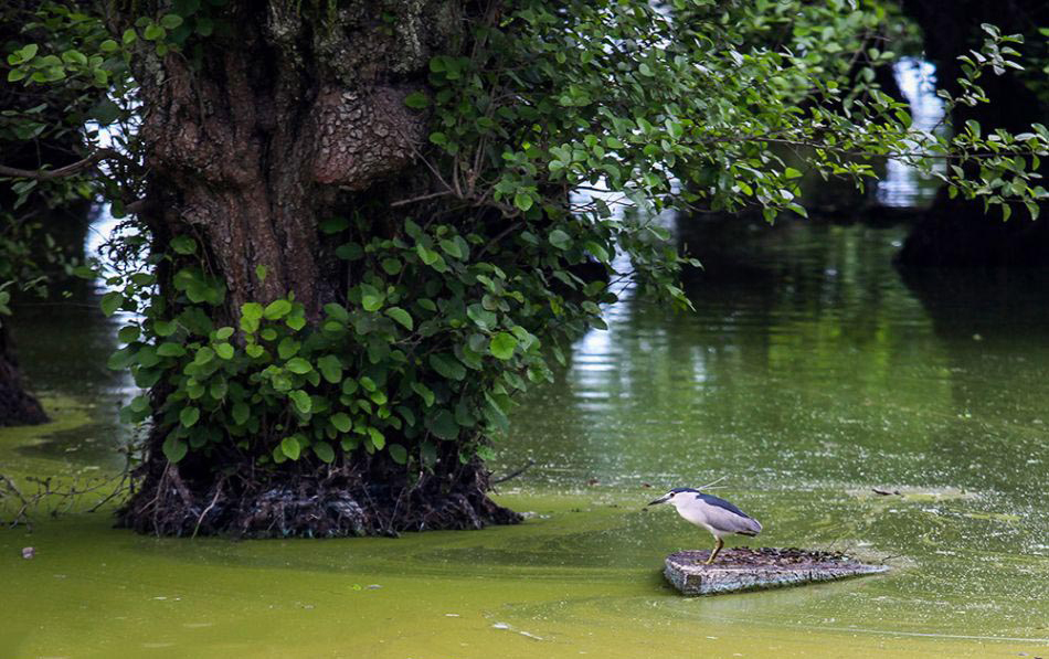 Bird In Steel Lagoon