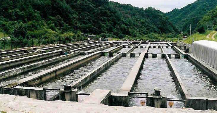 Fish Breeding Pool