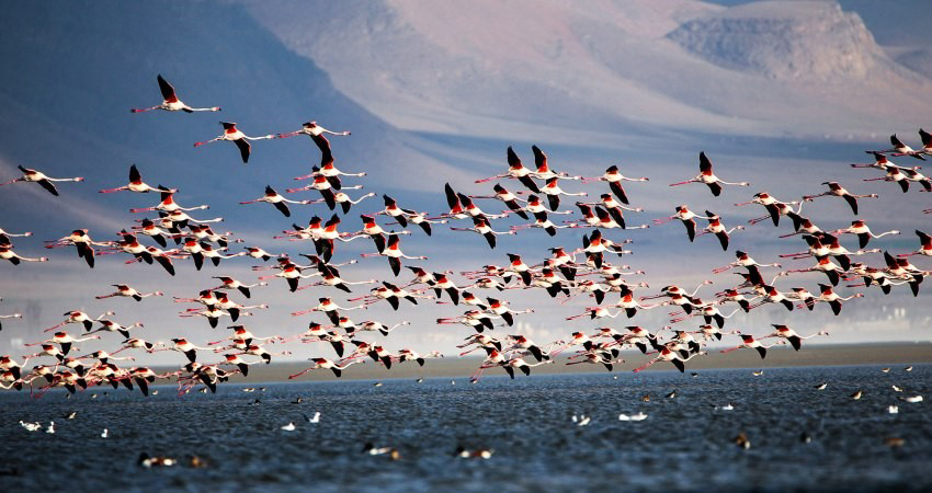Cranes In Meighan Wetland