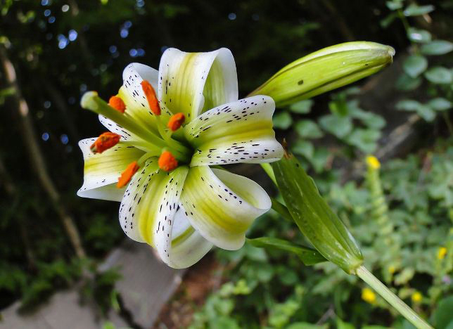 Lilium Ledebourii