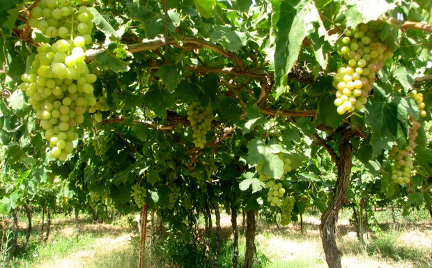 Grapes Garden