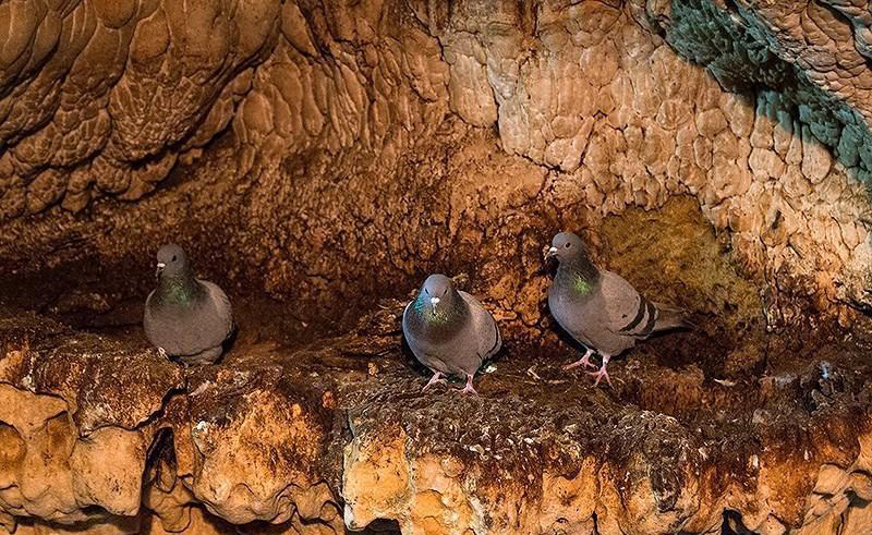 کبوترها در غار